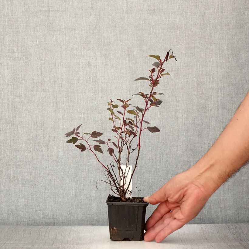 Esemplare di Physocarpus opulifolius Little Joker Vasetto da 8/9 cm consegnato in estate