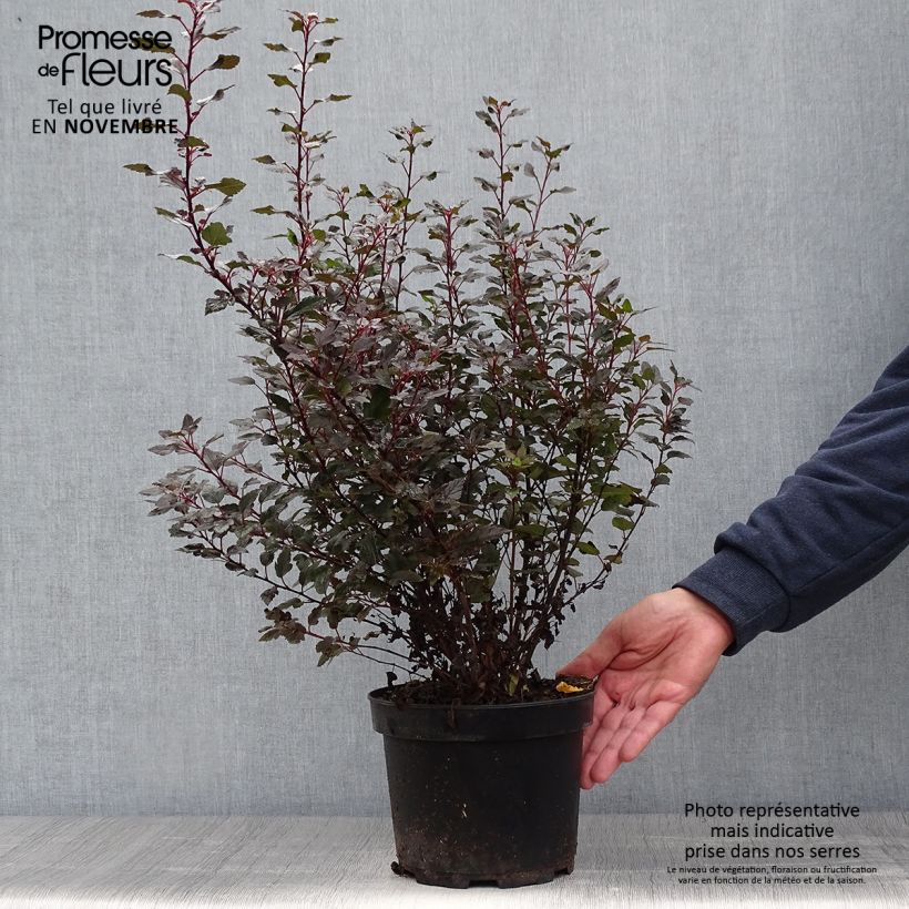 Esemplare di Physocarpus opulifolius Little Joker Vaso da 2L/3L come consegnato in autunno