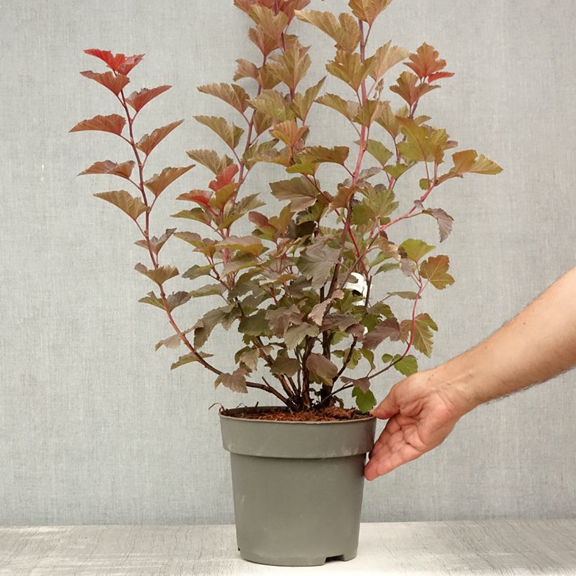 Esemplare di Physocarpus opulifolius Magic Ball Vaso da 3L/4L consegnato in estate