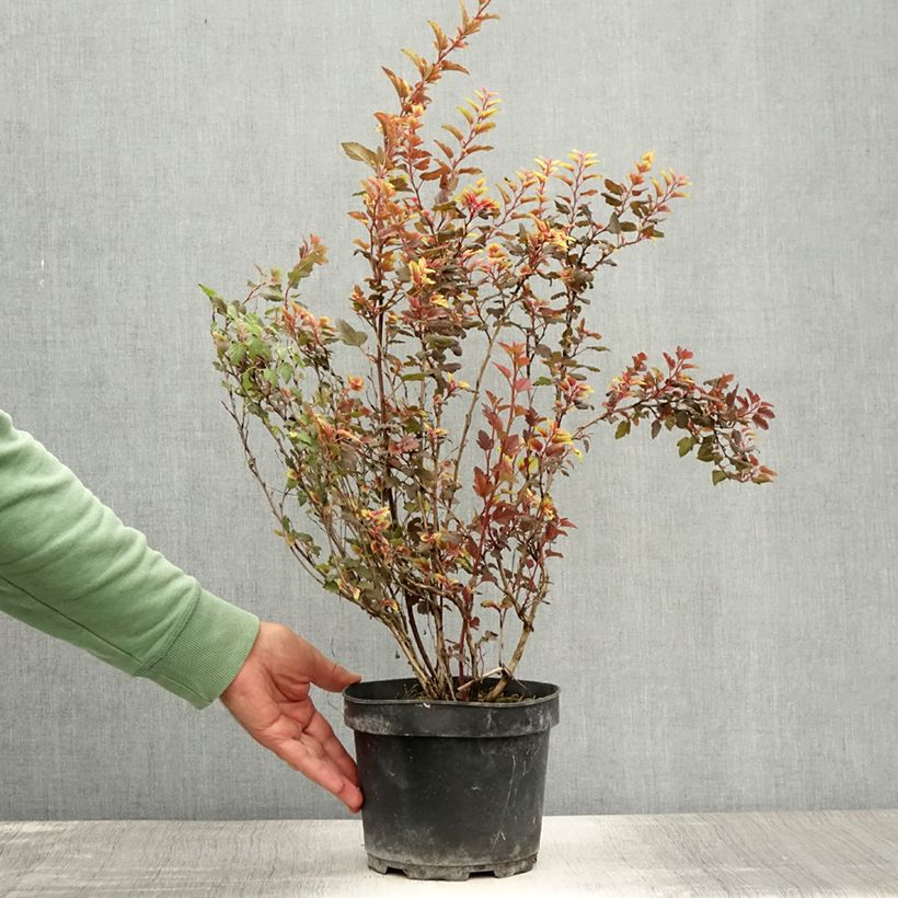 Esemplare di Physocarpus opulifolius Magic Sweet Cherry Tea Vaso da 3L/4L consegnato in estate