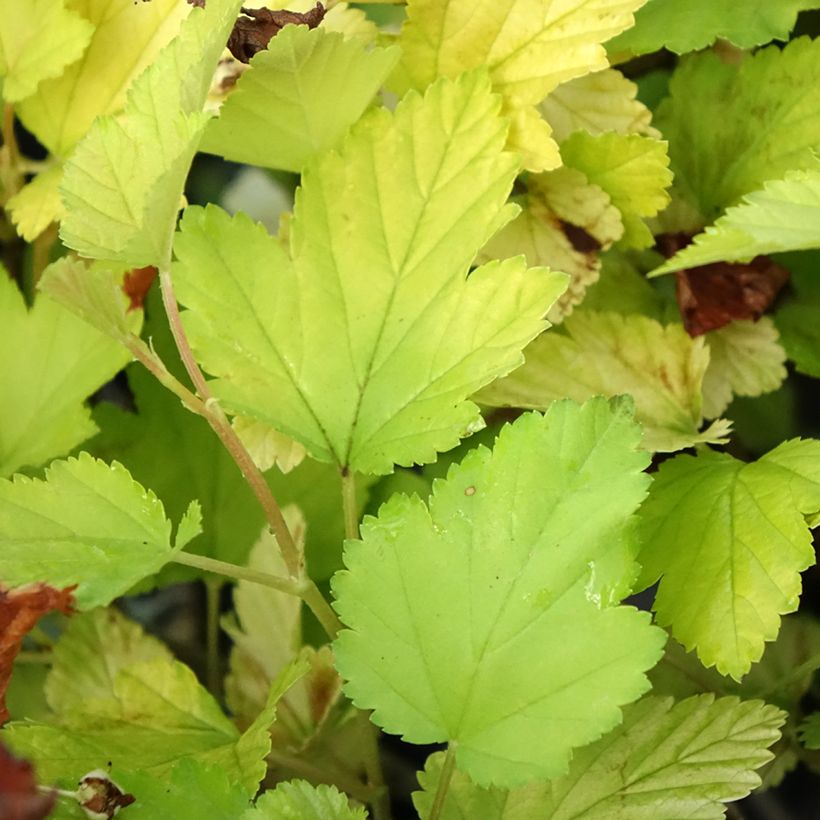 Physocarpus opulifolius Nugget (Fogliame)
