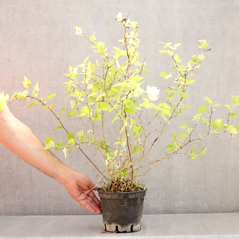 Esemplare di Physocarpus opulifolius Nugget Vaso da 3L/4L consegnato in estate