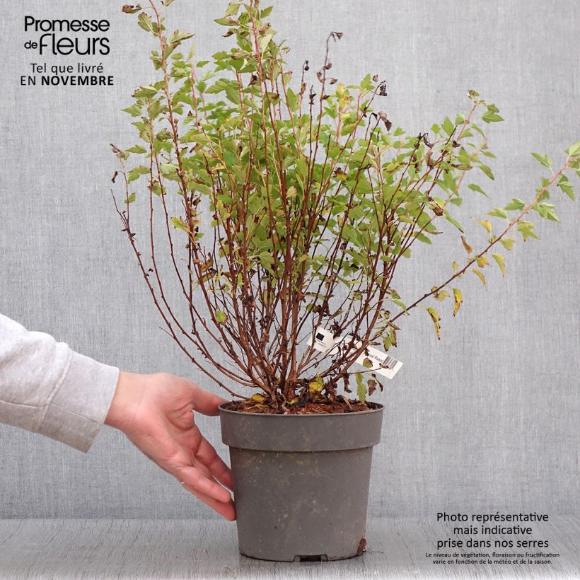 Esemplare di Physocarpus opulifolius Raspberry Lemonade Vaso da 3L/4LAltezza consegnata circa 30/40cm come consegnato in autunno