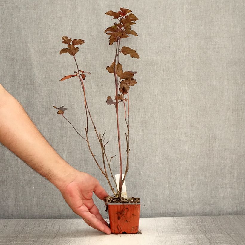 Esemplare di Physocarpus opulifolius Red Baron Vasetto da 8/9 cm consegnato in estate