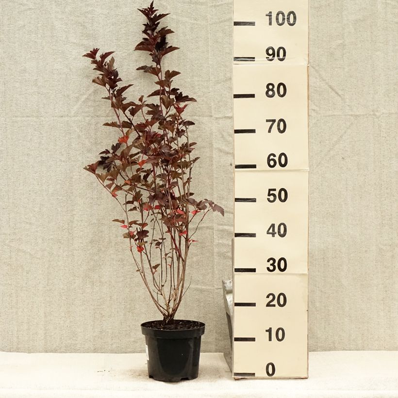 Esemplare di Physocarpus opulifolius Red Baron - Physocarpe à feuille d'obier Pot de 2L/3L consegnato in estate