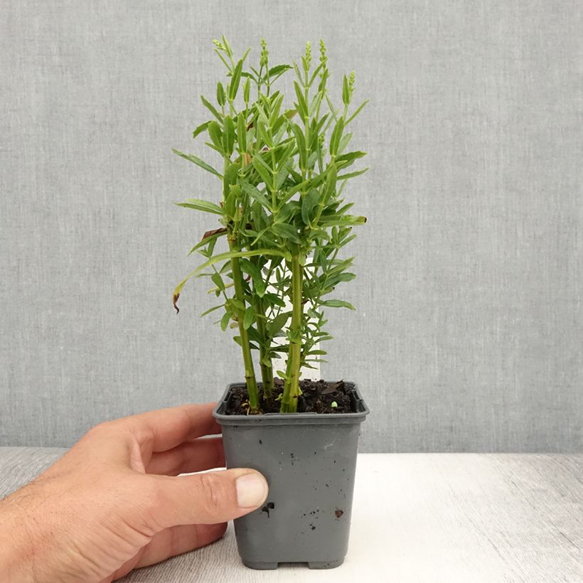 Esemplare di Physostegia virginiana Alba Vasetto da 8/9 cm consegnato in estate