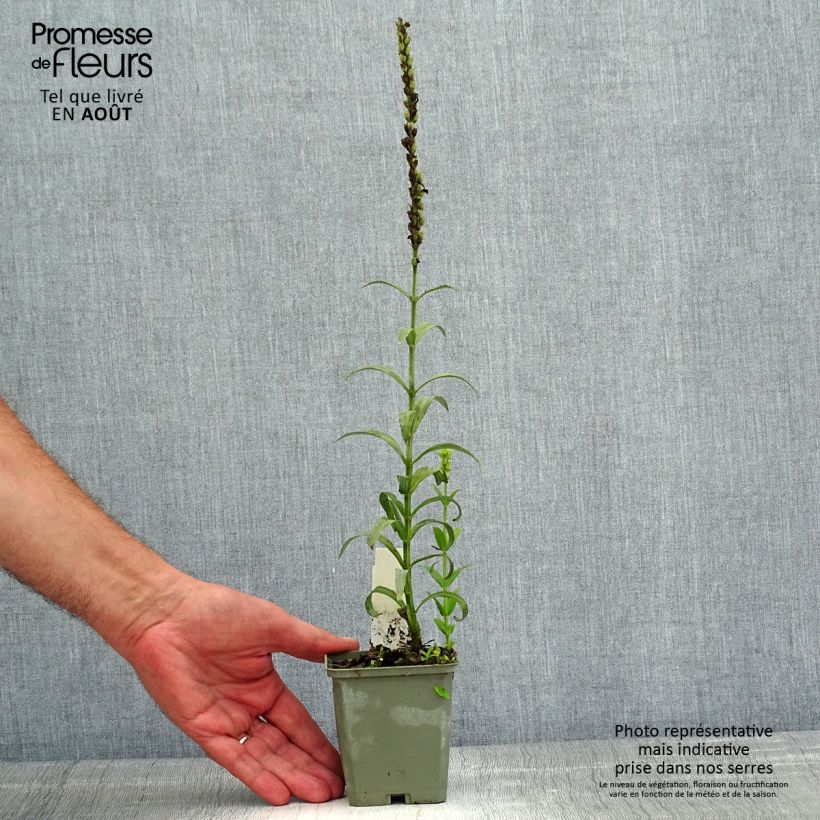 Esemplare di Physostegia virginiana Miss Manners Vasetto da 8/9 cm consegnato in estate
