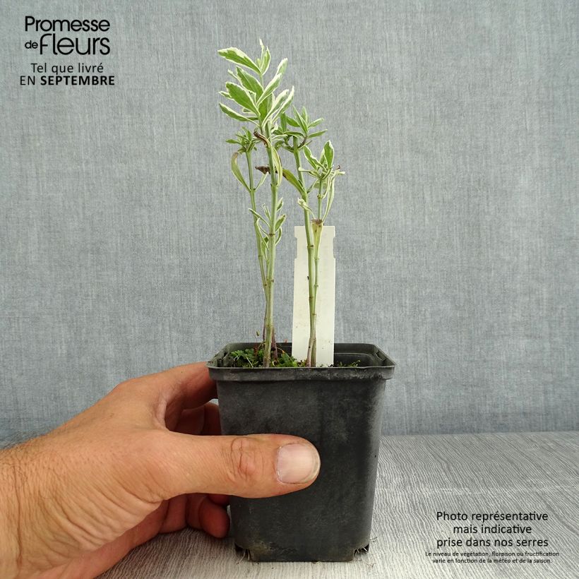 Esemplare di Physostegia virginiana Variegata Vasetto da 8/9 cm consegnato in estate