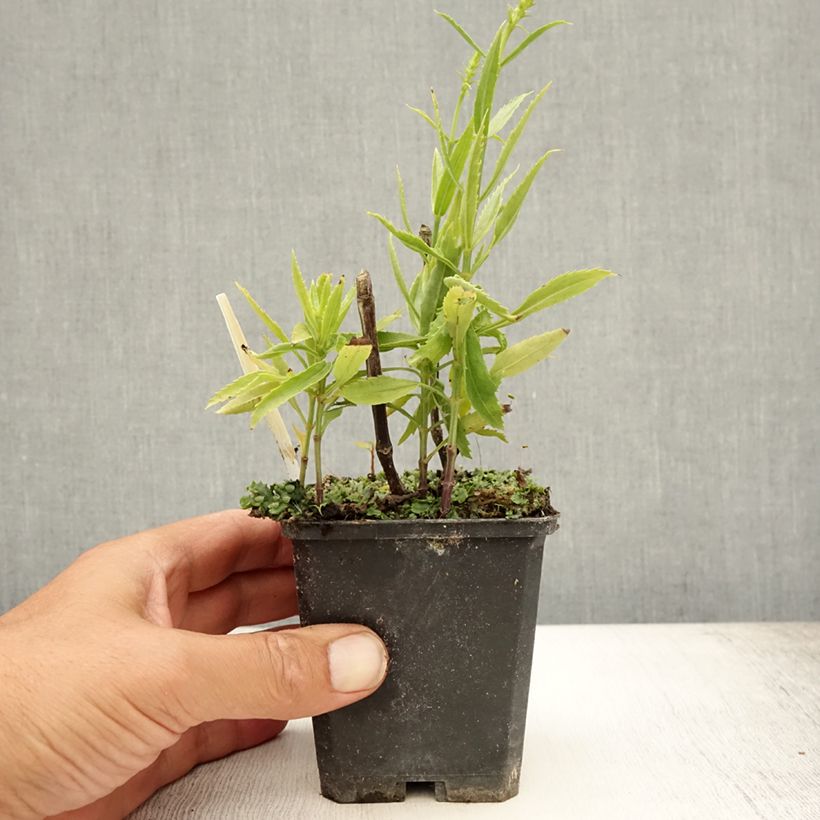Esemplare di Physostegia virginiana Vivid Vasetto da 8/9 cm consegnato in estate