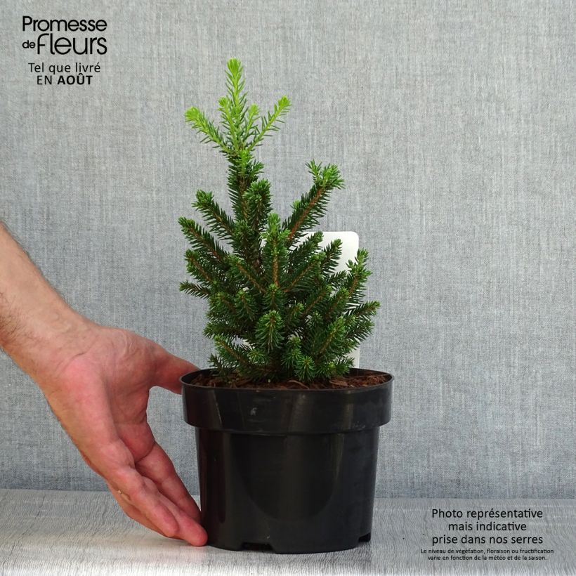 Esemplare di Picea abies Will's Zwerg Vaso da 2L/3L consegnato in estate
