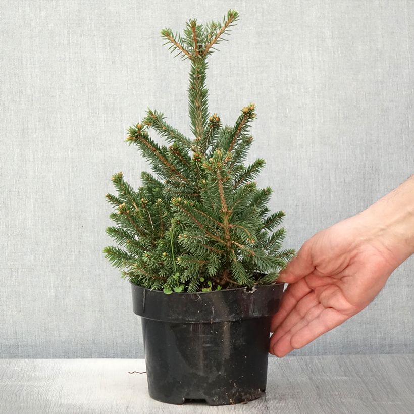 Picea abies Will's Zwerg - Épicéa commun en pot de 2L/3L esemplare consegnato in primavera