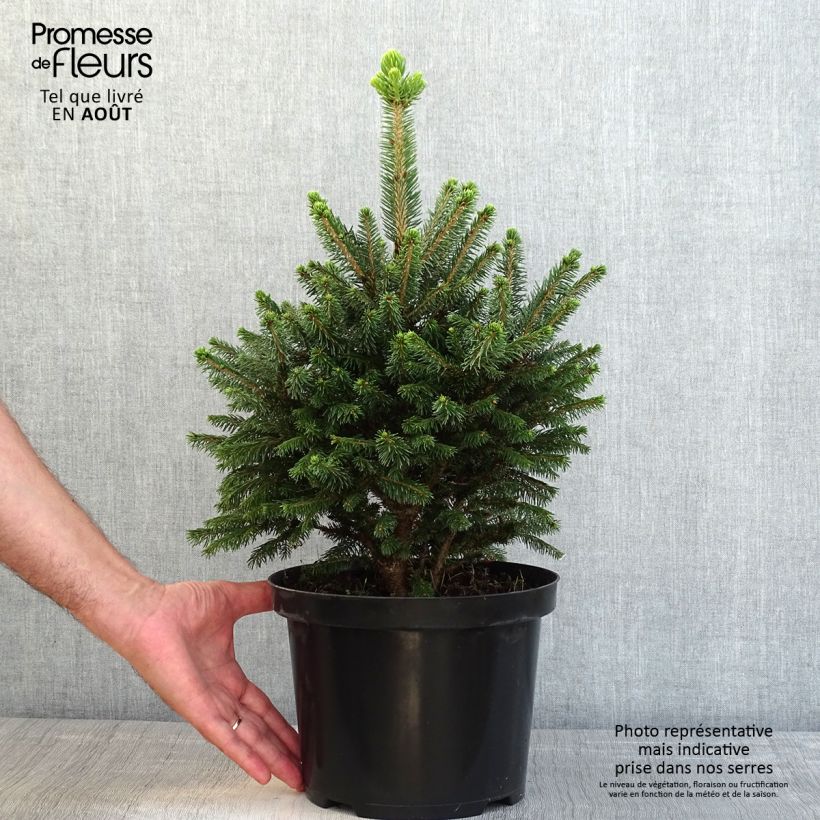 Esemplare di Picea abies Will's Zwerg Vaso da 7,5L/10L consegnato in estate