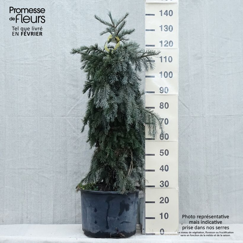 Picea breweriana Vaso da 3L/4L esemplare consegnato in inverno