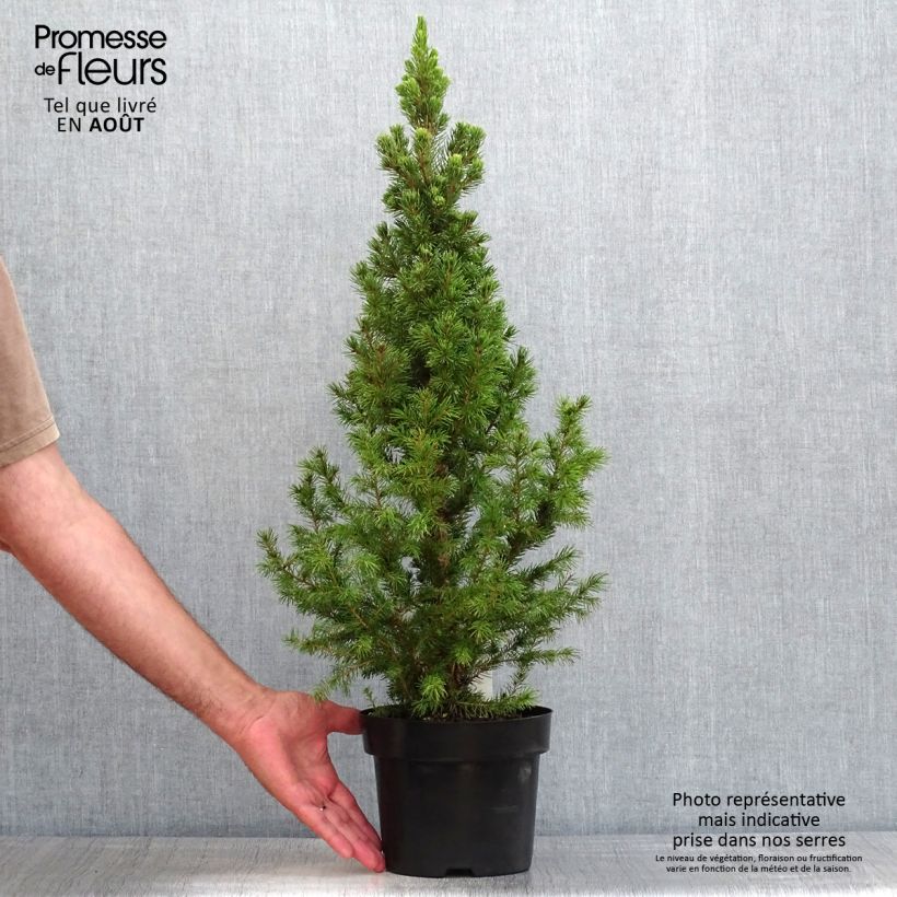 Esemplare di Picea glauca December Vaso da 3L/4L consegnato in estate