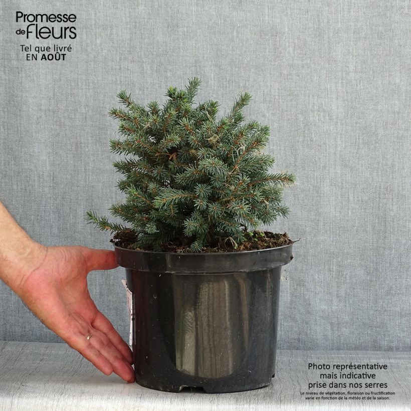 Esemplare di Picea glauca Echiniformis Echt Vaso da 4L/5L consegnato in estate