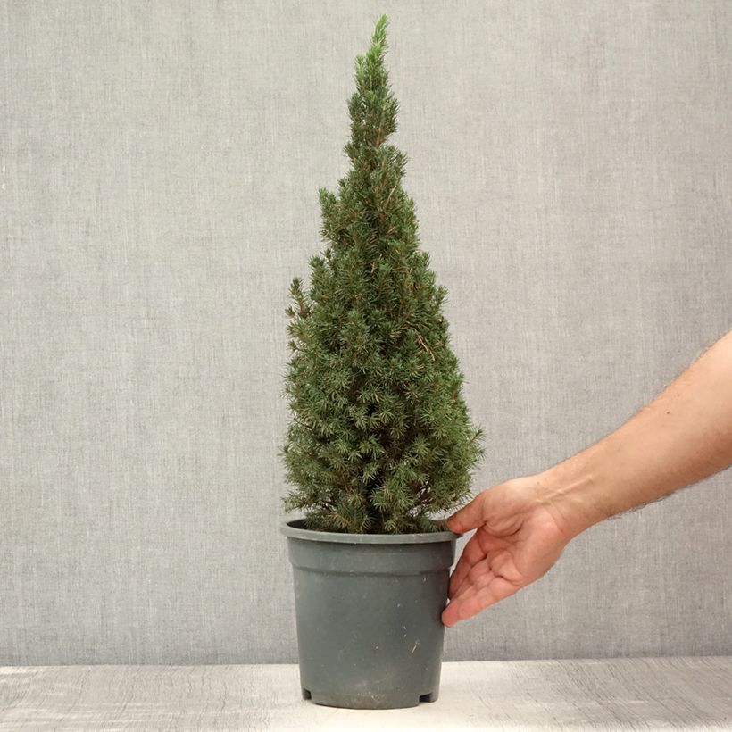 Esemplare di Picea glauca Laurin Vaso da 3L/4L consegnato in estate