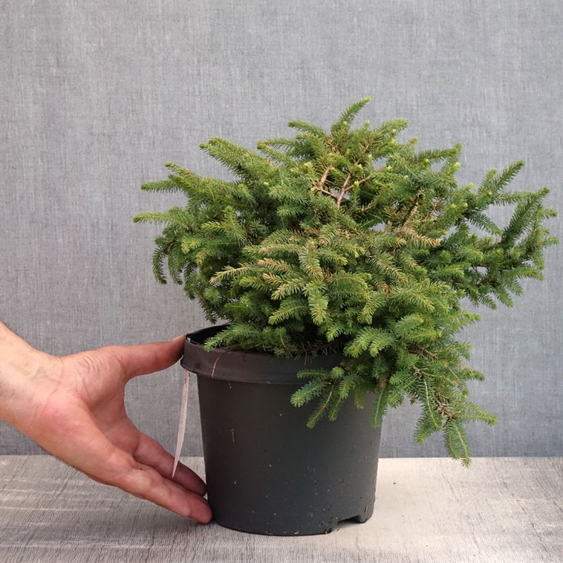 Esemplare di Picea mariana Nana Vaso da 2L/3L consegnato in estate
