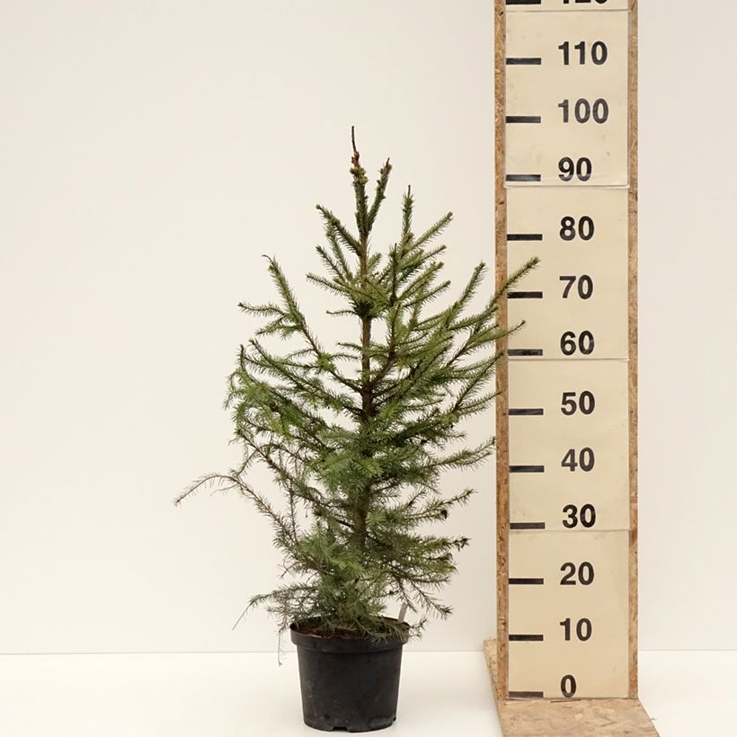Picea omorika Vaso da 3L/4L esemplare consegnato in inverno