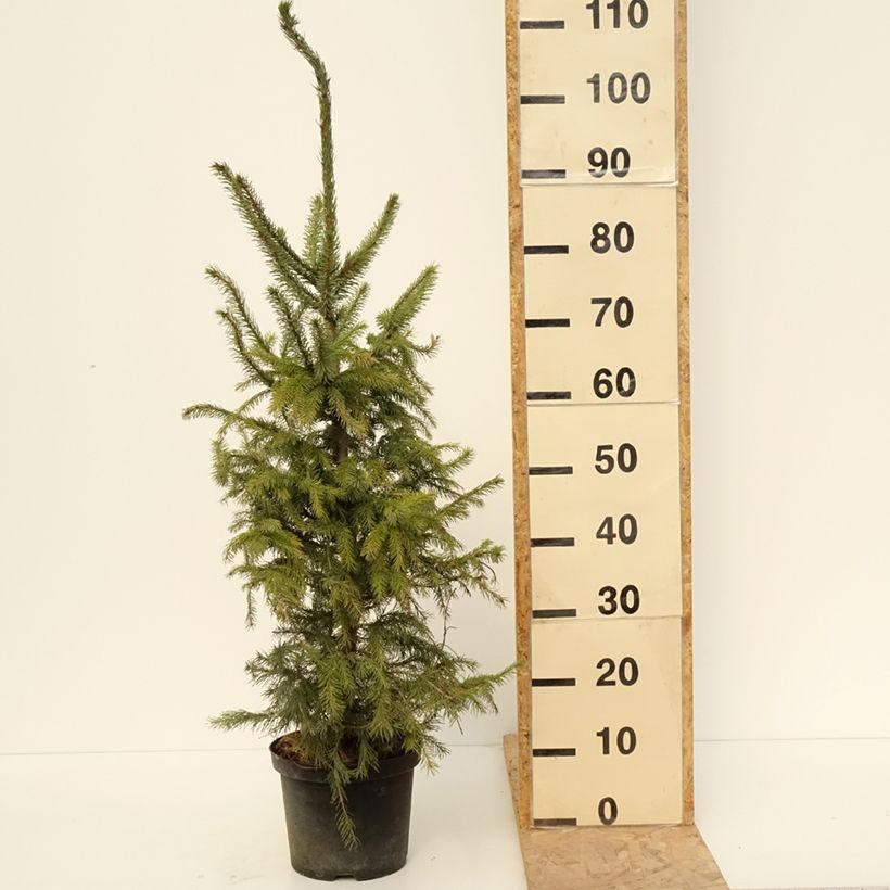 Picea omorika - Épicéa de Serbie Pot de 3L/4L esemplare consegnato in primavera