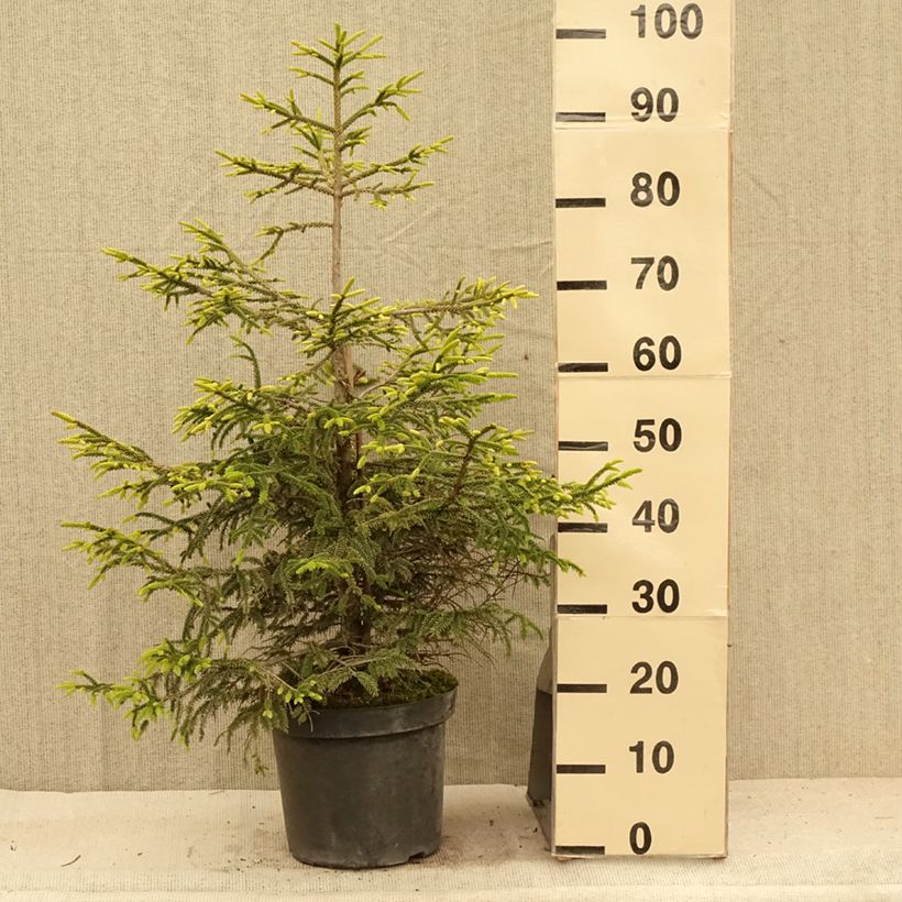 Esemplare di Picea orientalis Aureospicata Vaso da 7,5L/10L consegnato in estate