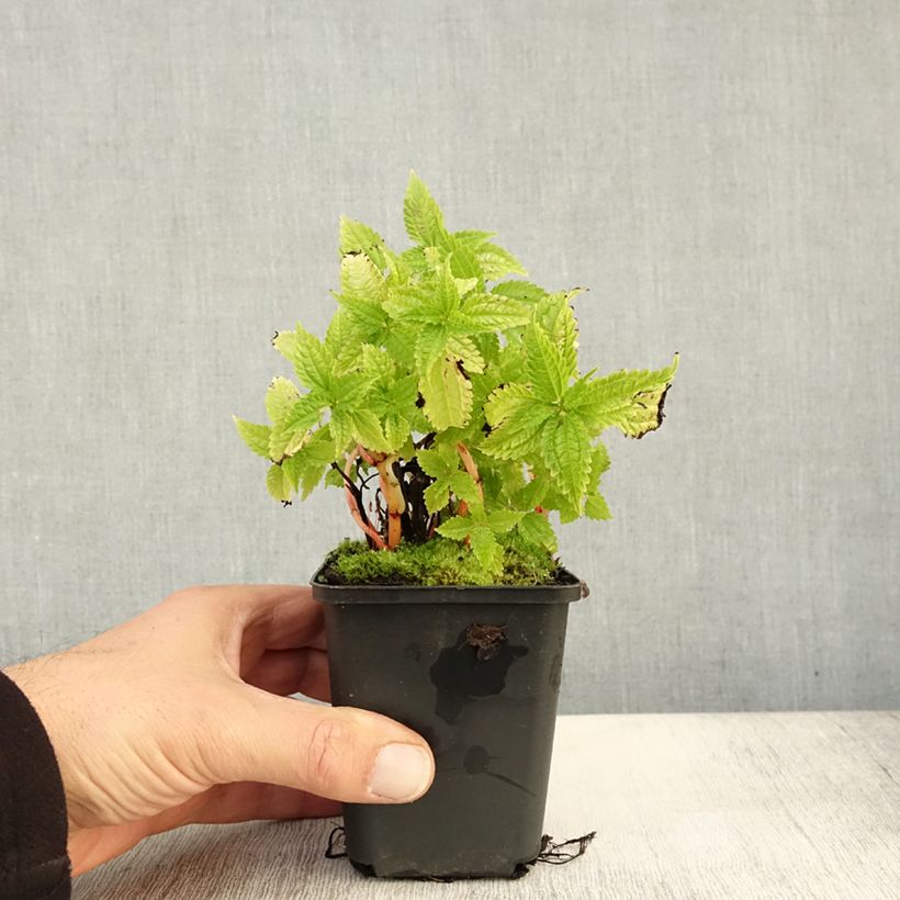 Esemplare di Pilea matsudai Taiwan Silver Vasetto da 8/9 cm come consegnato in autunno