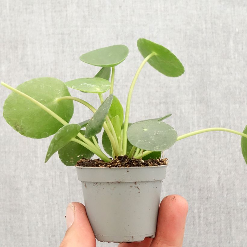 Pianta delle monete - Pilea peperomioides Mini-plante esemplare consegnato in primavera
