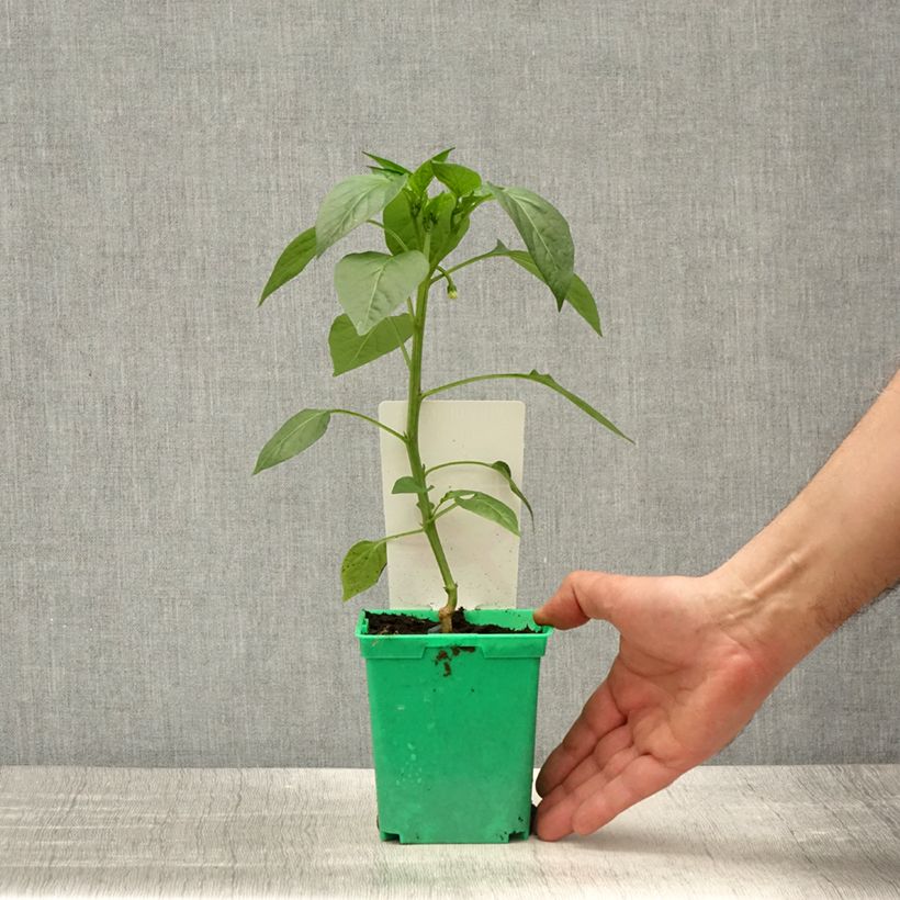 Peperoncino Gorria (piante innestate) Vaso da Ø 10 cm/11 cm esemplare consegnato in primavera