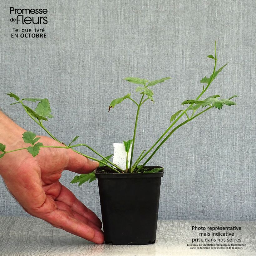 Esemplare di Pimpinella major Rosea - Tragoselino maggiore Vasetto da 8/9 cm come consegnato in autunno