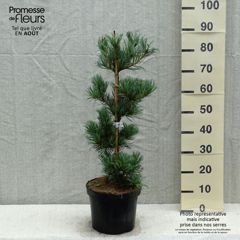 Esemplare di Pinus parviflora Tempelhof Vaso da 7,5L/10L consegnato in estate