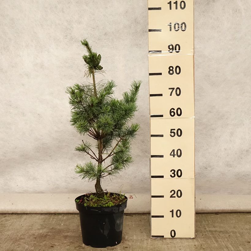 Esemplare di Pinus parviflora Bergman Vaso da 7,5L/10L consegnato in estate