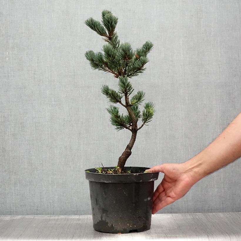 Esemplare di Pinus parviflora Fukai Vaso da 4L/5L consegnato in estate