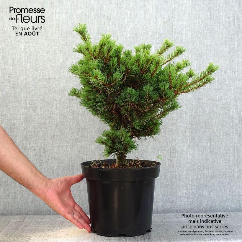 Esemplare di Pinus parviflora Kokuho Vaso da 7,5L/10L consegnato in estate