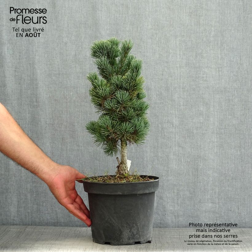 Esemplare di Pinus cembra Compacta Glauca Vaso da 4L/5L consegnato in estate