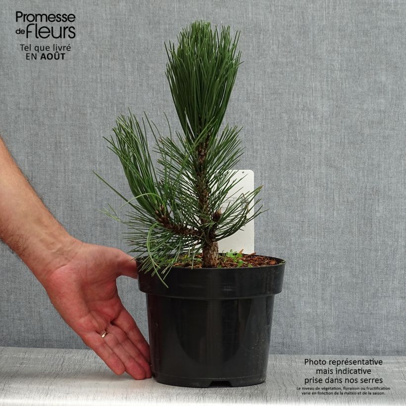 Esemplare di Pinus heldreichii Malinkii Vaso da 2L/3L consegnato in estate