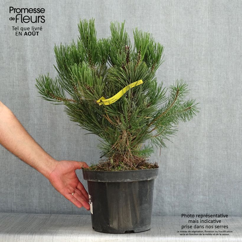 Esemplare di Pinus heldreichii Malinkii Vaso da 7,5L/10L consegnato in estate