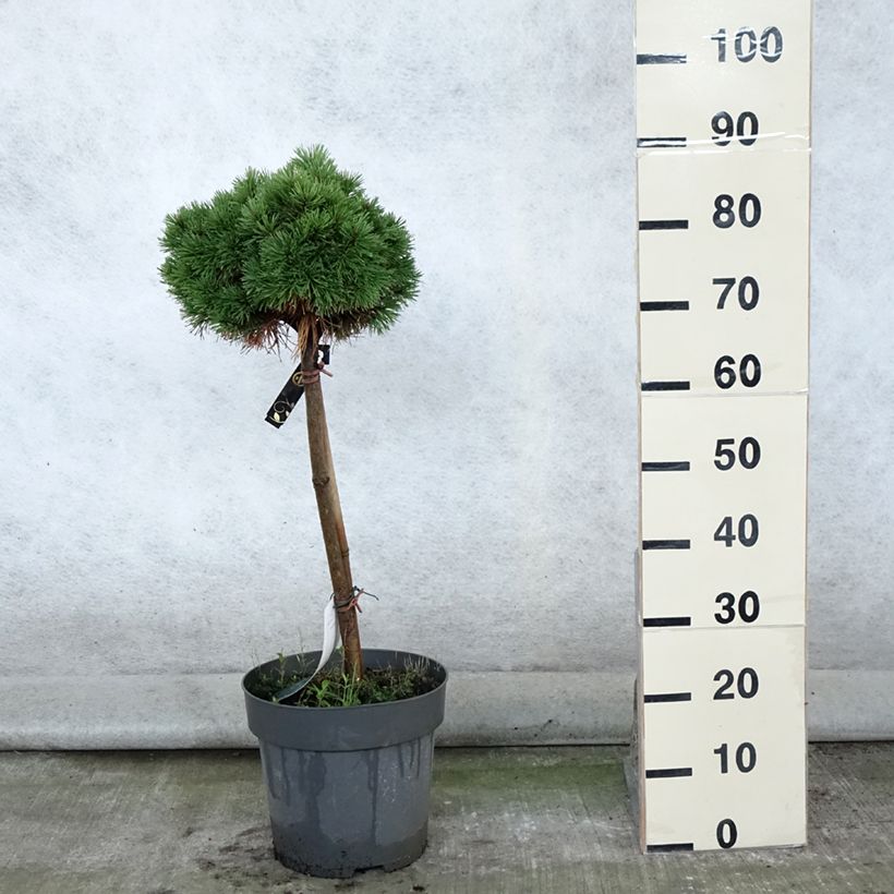 Esemplare di Pinus mugo Allgäu Vaso da 4L/5L consegnato in estate
