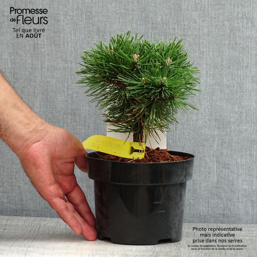 Esemplare di Pinus mugo Benjamin Vaso da 2L/3L consegnato in estate