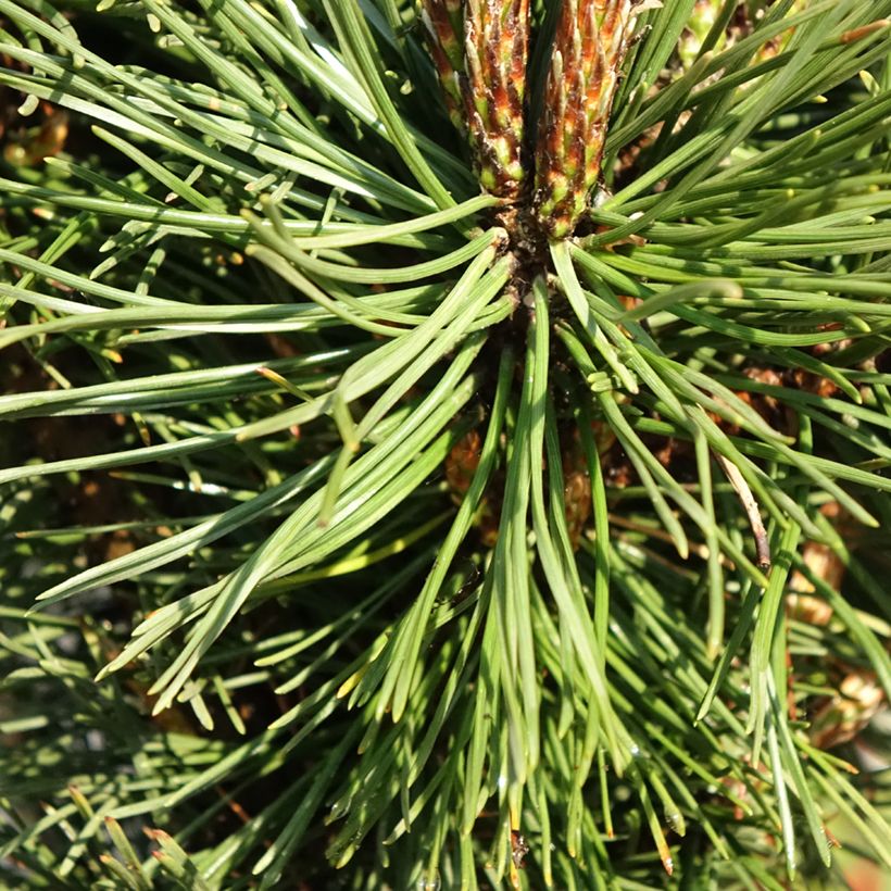 Pinus mugo Benjamin (Fogliame)