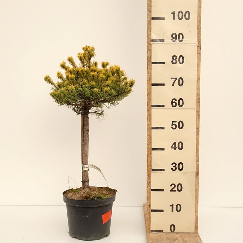 Pinus mugo Carstens Wintergold Vaso da 7,5L/10L esemplare consegnato in inverno