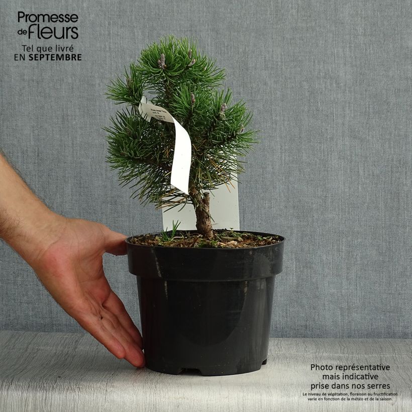 Esemplare di Pinus mugo Gnom Vaso da 2L/3L consegnato in estate