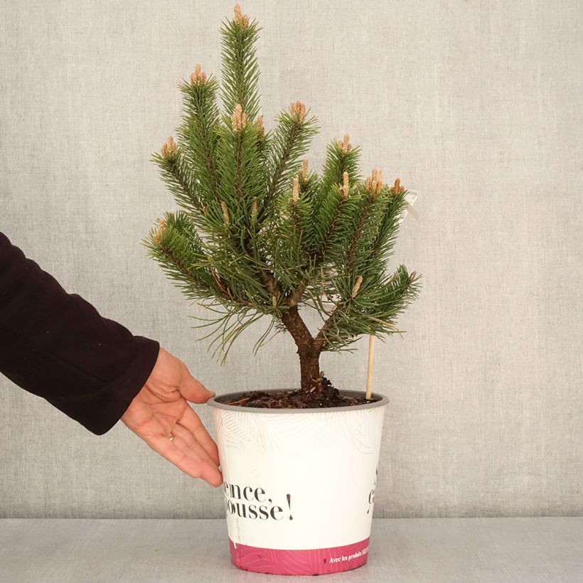 Pinus mugo Gnom Vaso da 2L/3LAltezza consegnata circa 15/20cm esemplare consegnato in primavera