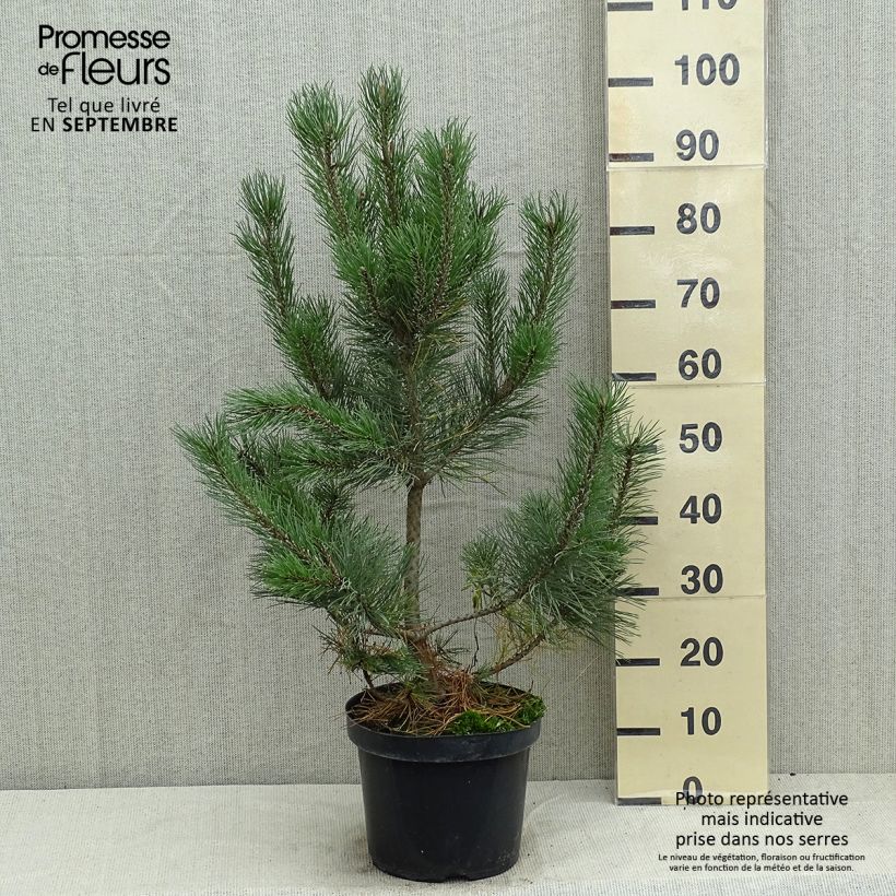 Esemplare di Pinus mugo Gnom Vaso da 7,5L/10L consegnato in estate