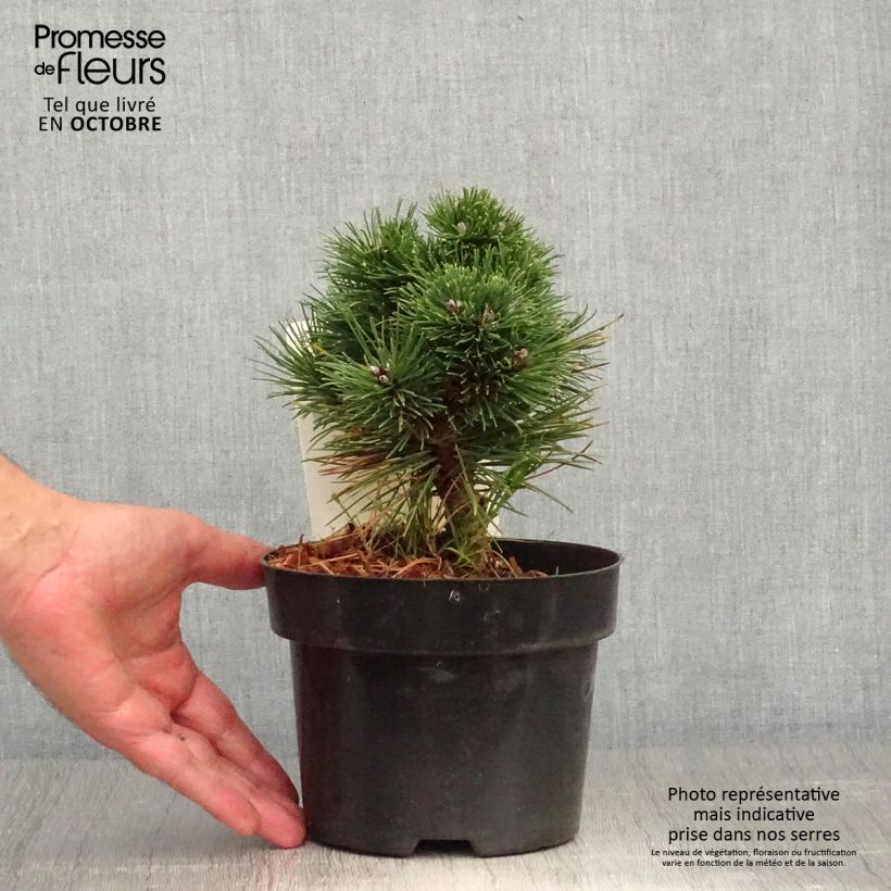 Esemplare di Pinus mugo Heideperle Vaso da 2L/3L come consegnato in autunno