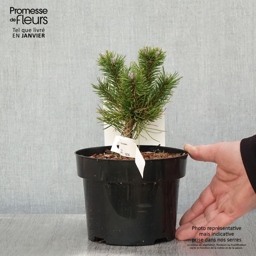 Pinus mugo Heideperle Vaso da 2L/3L esemplare consegnato in inverno