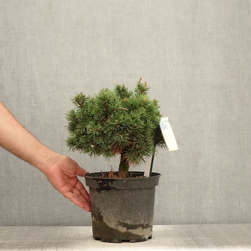 Esemplare di Pinus mugo Lilliput Vaso da 4L/5L consegnato in estate