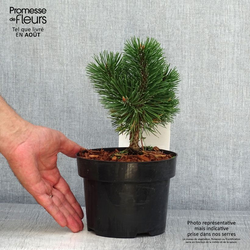 Esemplare di Pinus mugo Mumpitz Vaso da 2L/3L consegnato in estate