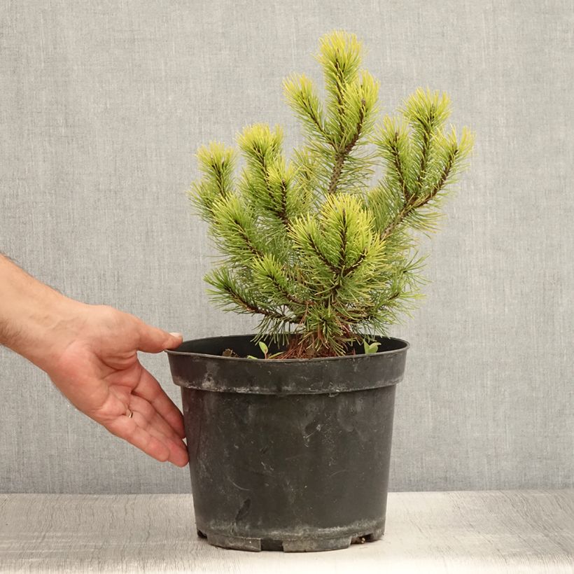Esemplare di Pinus mugo Ophir Vaso da 2L/3L consegnato in estate