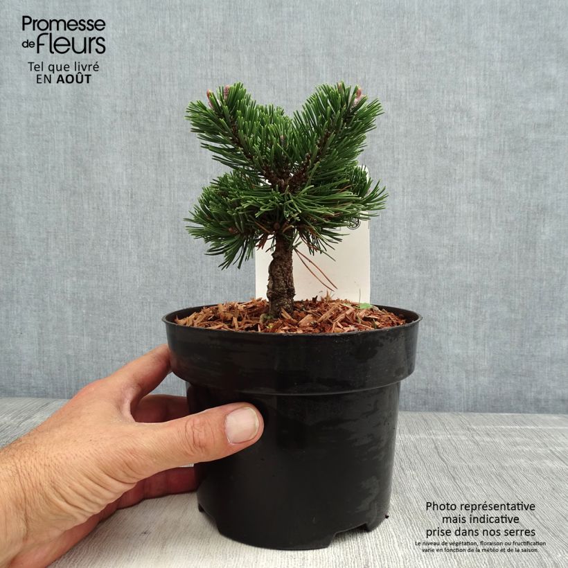 Esemplare di Pinus mugo Sherwood Compact Vaso da 2L/3L consegnato in estate