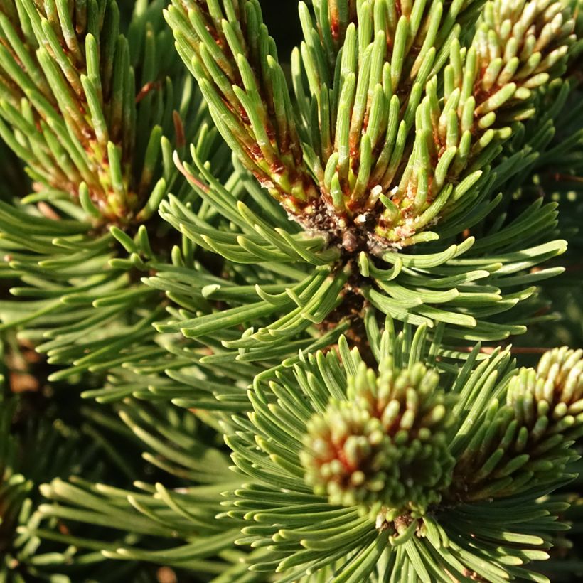 Pinus mugo Sherwood Compact (Fogliame)