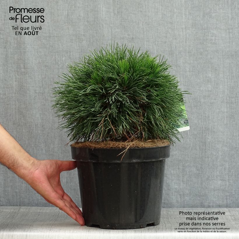 Esemplare di Pinus mugo Varella Vaso da 7,5L/10L consegnato in estate